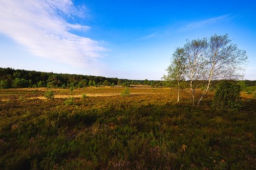 lüneburg heath  landscape  heathland