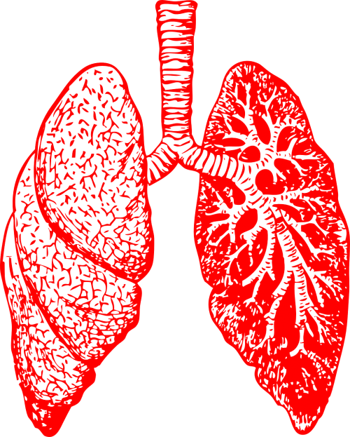 lungs anatomy breathing