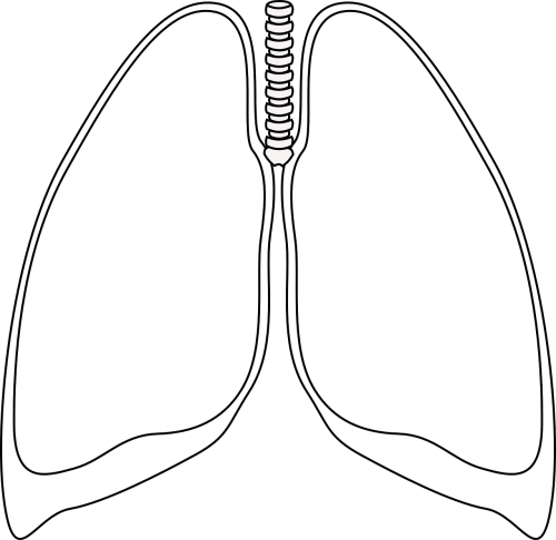 lungs clear bronchia