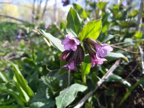 lungwort flower spring flower