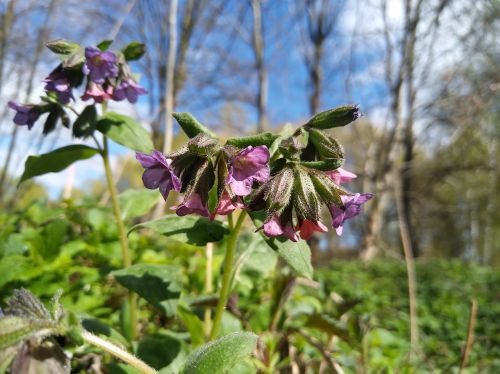 lungwort flower spring flower