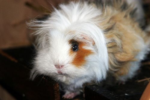 lunkarya gipsy long haired guinea pigs