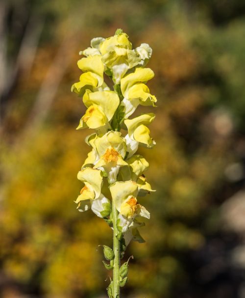 lupin flower yellow