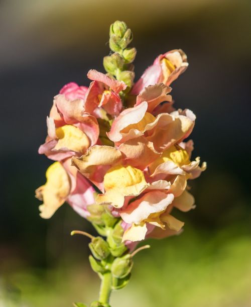 lupin flower yellow