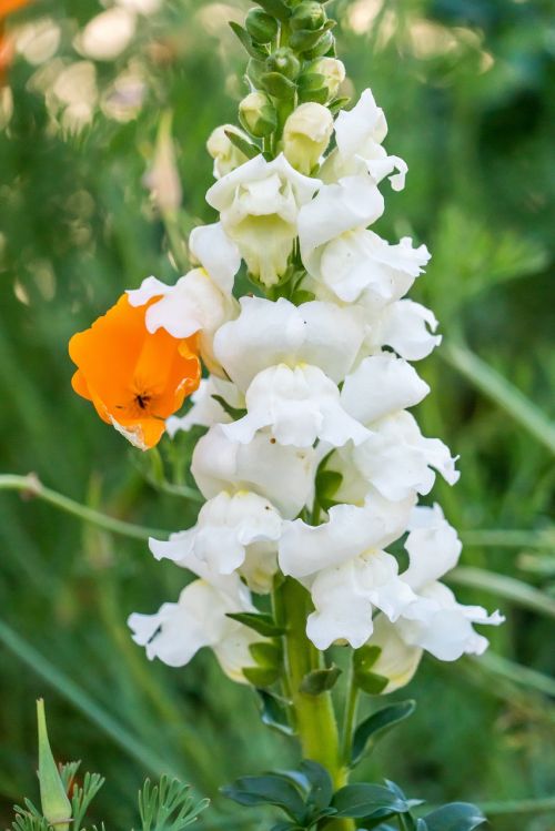 lupin flower yellow