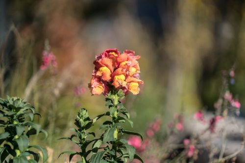 lupin flower yellow