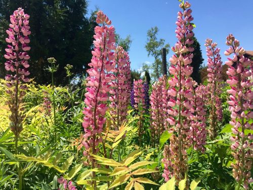 lupin flowers pink