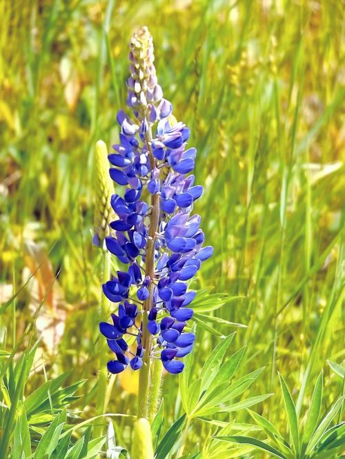 lupin blue flower