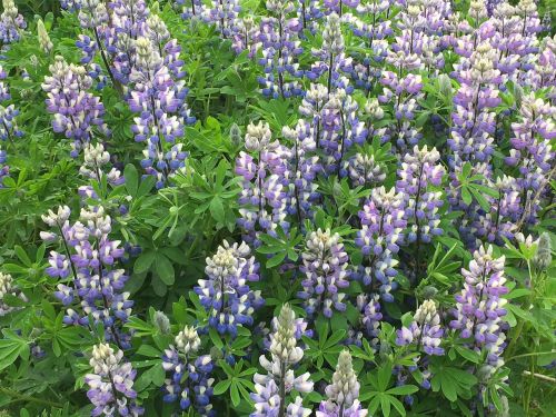 lupin field iceland