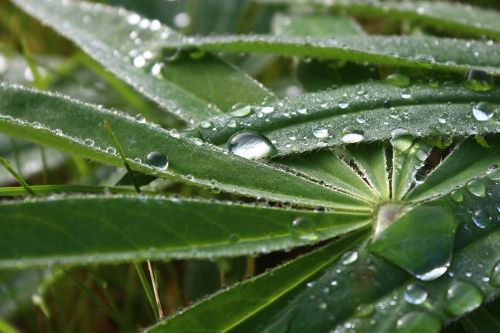 lupin leaf drop of water