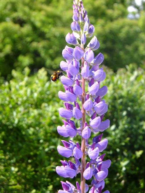 lupin natural purple