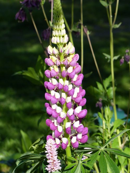 lupin flower colors