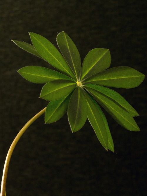 lupin leaf macro leaf