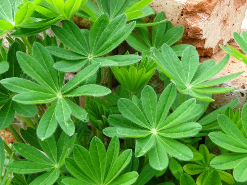 lupin leaves lupine lupin leaf