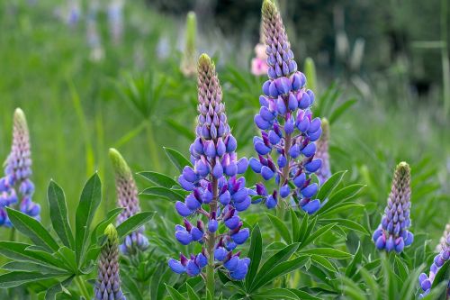 lupine flower blue