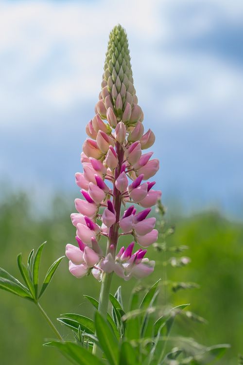 lupine inflorescence pink