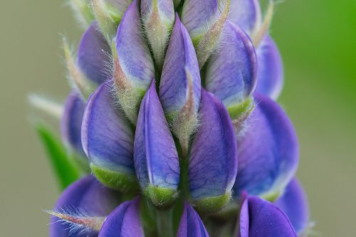 lupine blue inflorescence