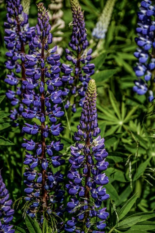 lupine flower summer