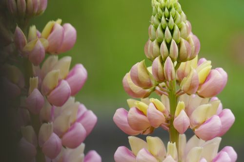 lupine lupinus flower