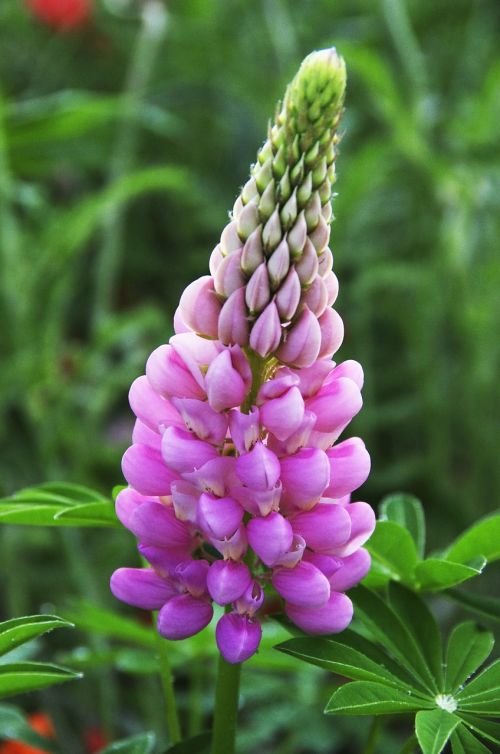 lupine flower pink petals