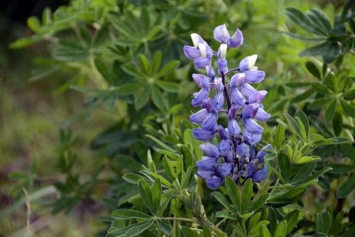 lupine plant purple