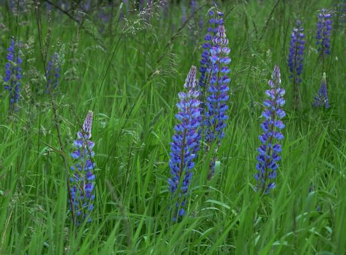 lupine flowers nature