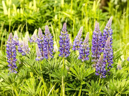 lupine flower blossom