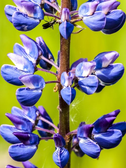 lupine flower blossom