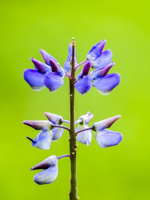 lupine flower blossom