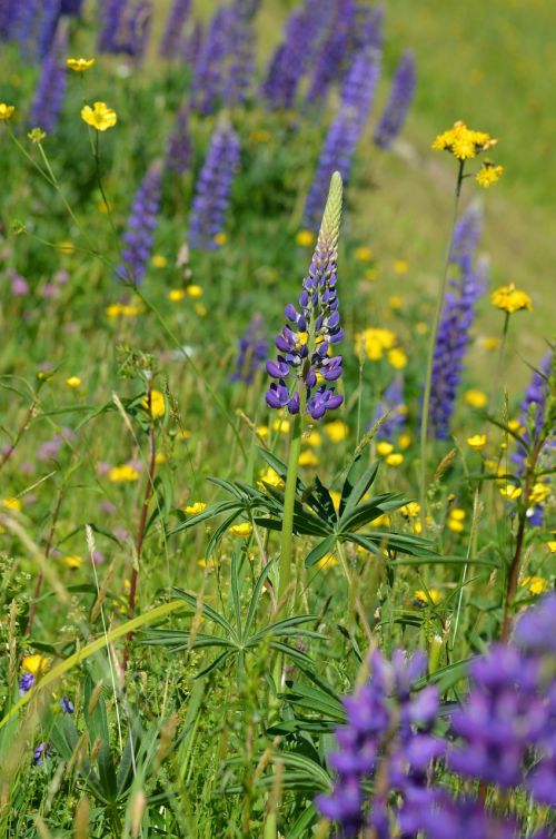 lupine vermont purple flowers