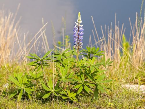 lupine flower plant