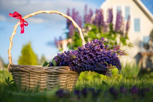 lupine flowers basket