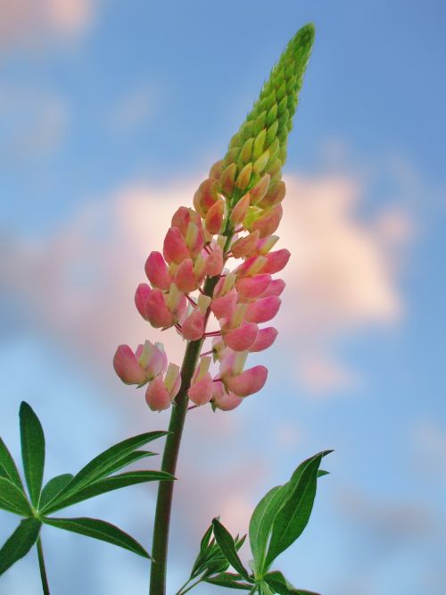 lupine flower summer