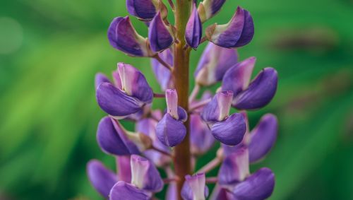 lupine close up macro