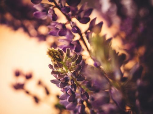 lupine purple plants