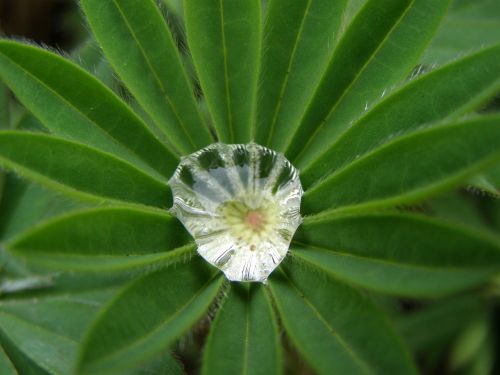 lupine dewdrop garden leaf