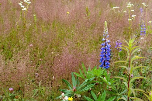 lupine lilac violet