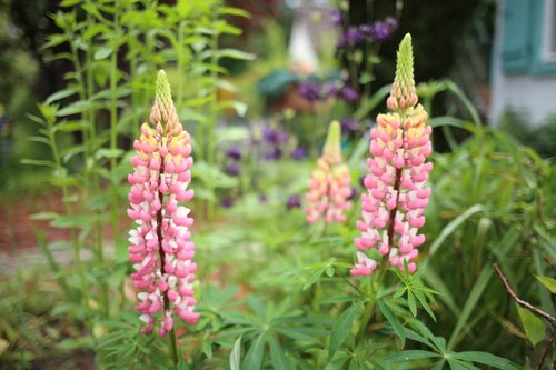 lupine  pink  plant lupin