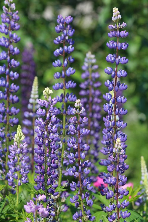 lupine  flower  nature