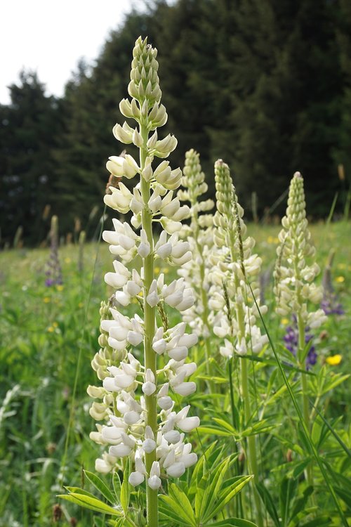 lupine  blossom  bloom