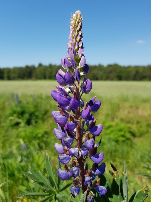 lupine  out  flower
