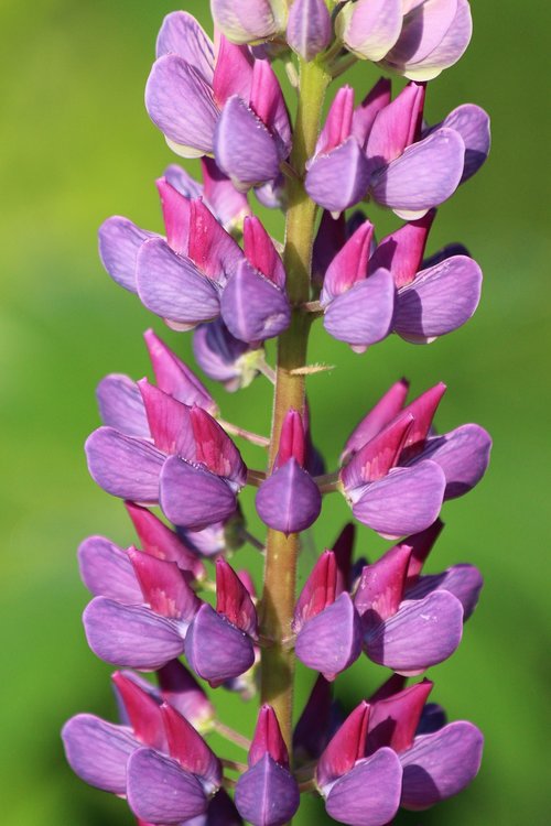 lupine  flower  morning