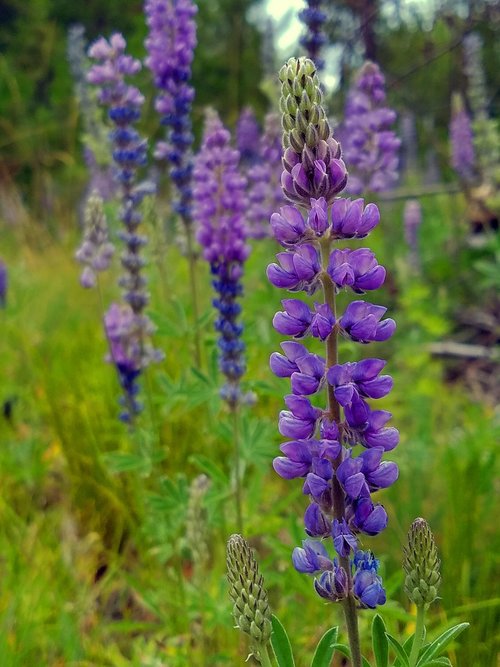 lupine  mountains  wildflowers