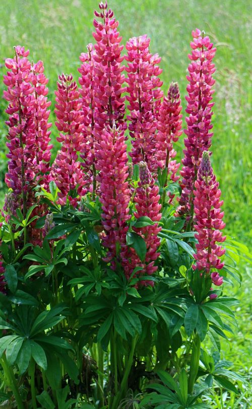 lupine lupins flowers