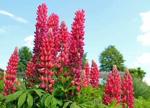 lupine lupins flowers