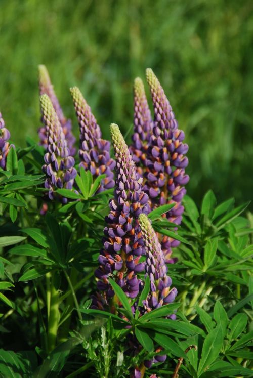 lupine flower meadow