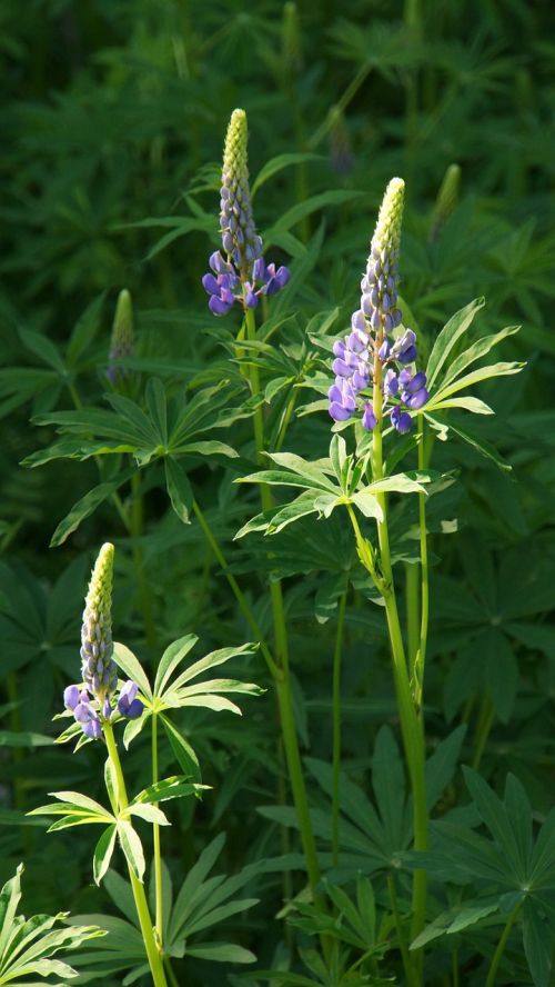 lupine flower lilac flower