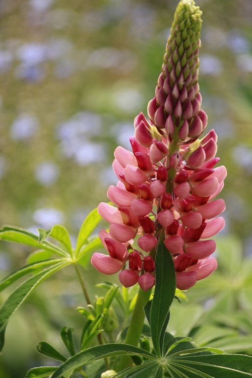 lupine  pink  close