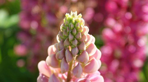 lupine  pink  vegetable