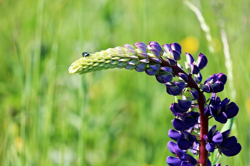 lupine  insect  grass